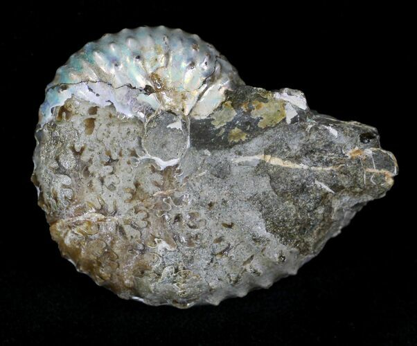 Discoscaphites Gulosus Ammonite - South Dakota #22702
